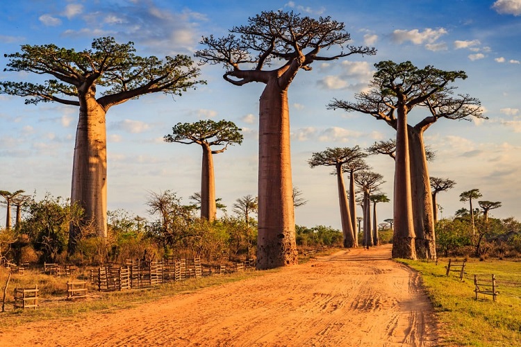 Những cây baobab hiên ngang đứng trên đại lộ
