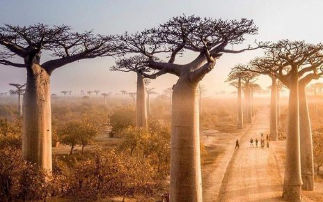 Bạn có biết: 7 rừng cây kỳ lạ với những góc sống ảo cực xịn sò trên thế giới?