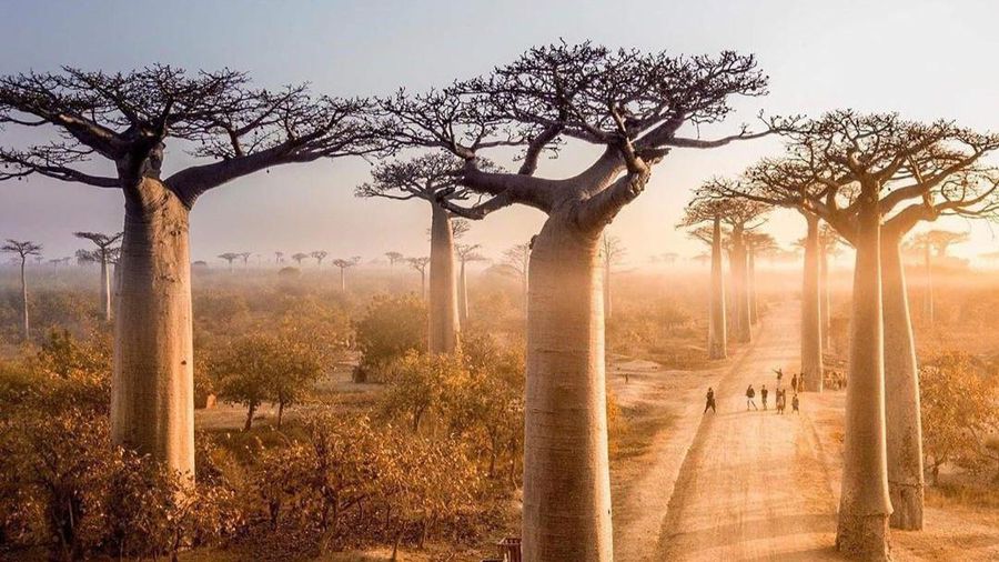 Bạn có biết: 7 rừng cây kỳ lạ với những góc sống ảo cực xịn sò trên thế giới?