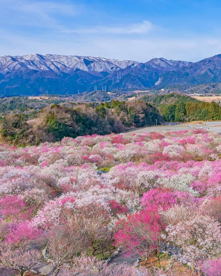 Vườn hoa mơ Atami Baien